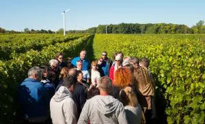 Vignoble Rivière du Chêne